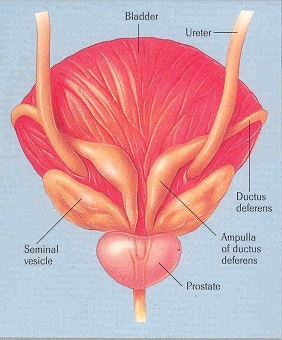 PROSTATITIS